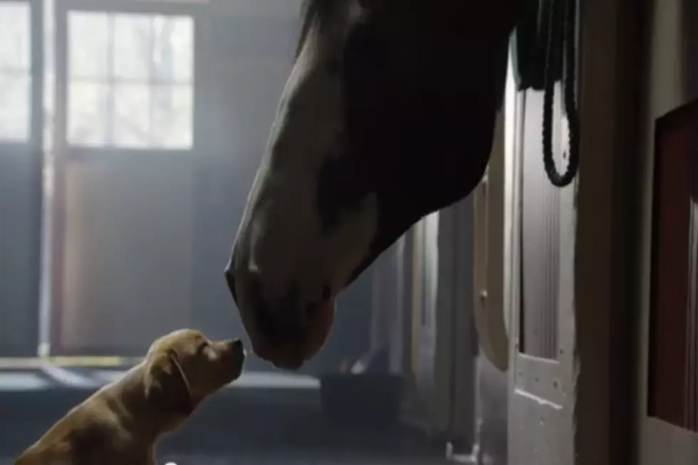 New Bud Super Bowl Commercial Will Make You Cry Again &#8211; [Video]