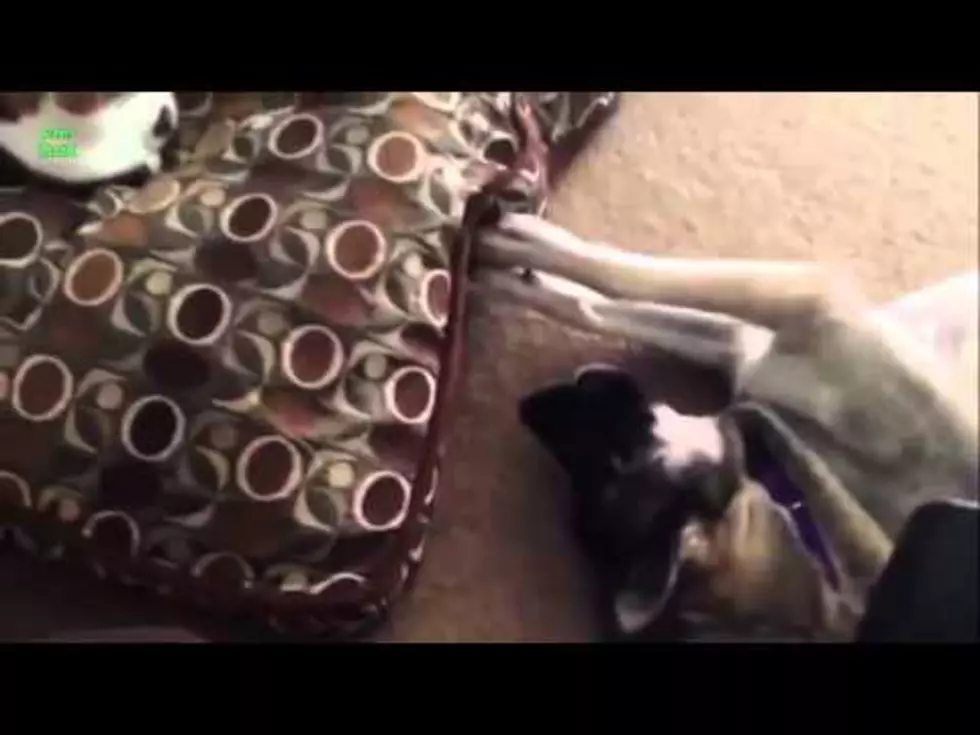 Funny Cats Steal Dogs’ Bed [Video]