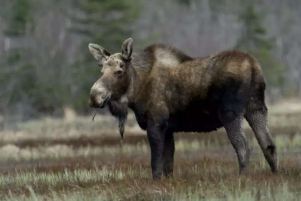Watch This Biker Come Face to Face With a Moose!
