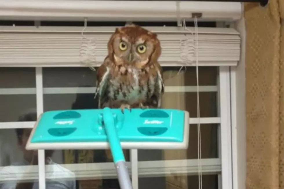 Dude Uses Swiffer To Clean Owl Out of House [VIDEO]