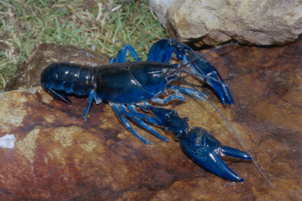 Rare Blue Lobster Caught in Scarborough [PHOTOS]
