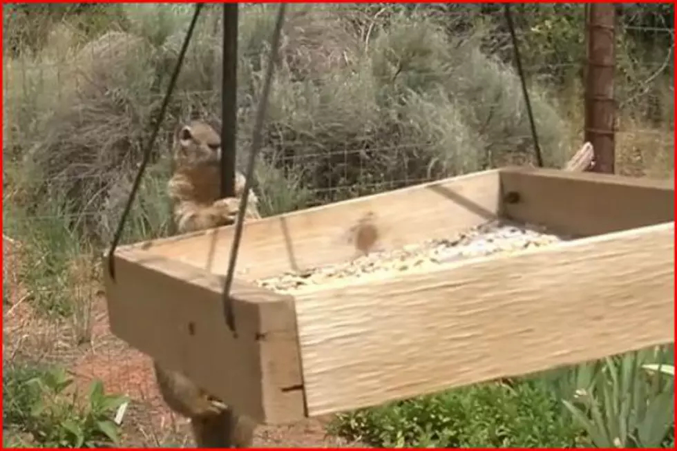 Lubed Pole Confounds Pesky Squirrel In Search of Bird Food [VIDEO]
