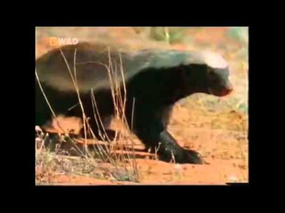 Honey Badger Still Going Strong [VIDEO]