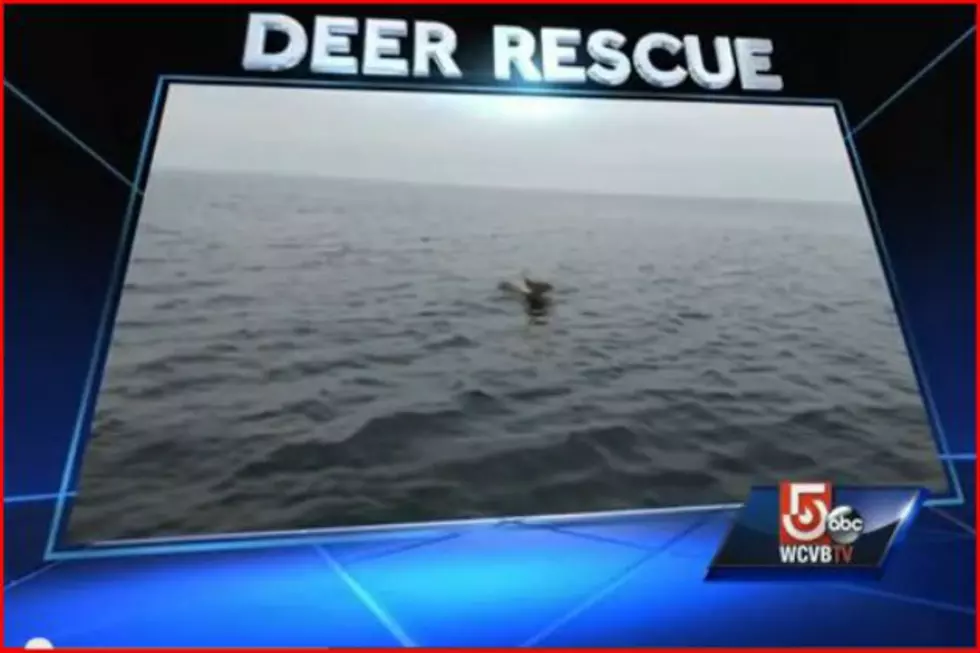 Watch This Incredible Deer Rescue [VIDEO]