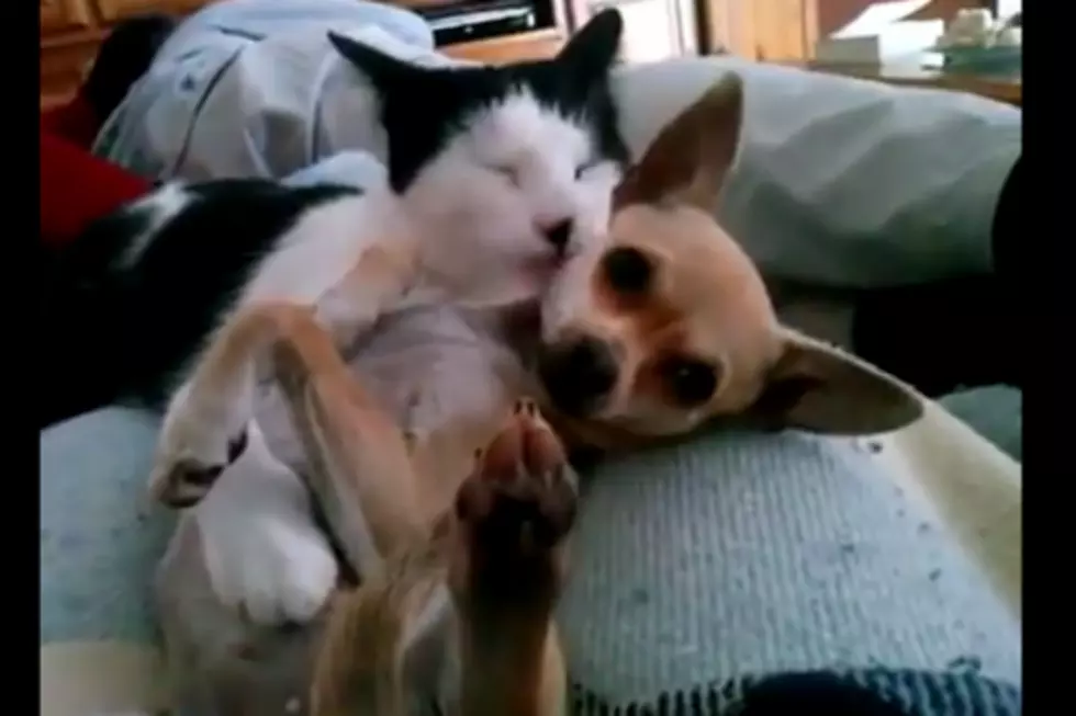 This Kitty and Chihuahua Will Steal Your Heart [VIDEO]
