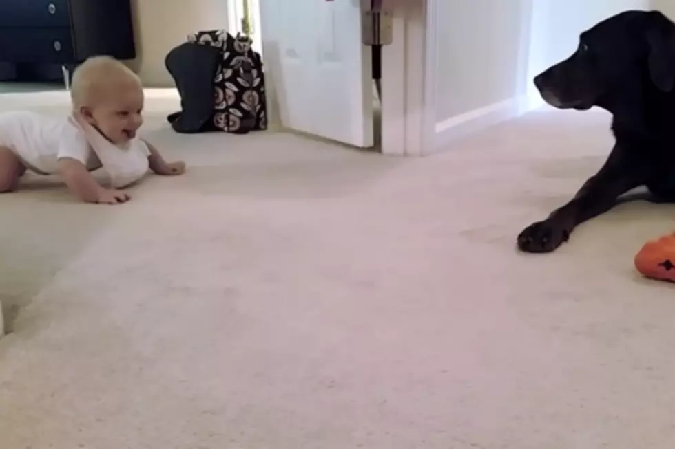 Watch This Baby Crawl to the Dog for the First Time. Adorable [VIDEO]