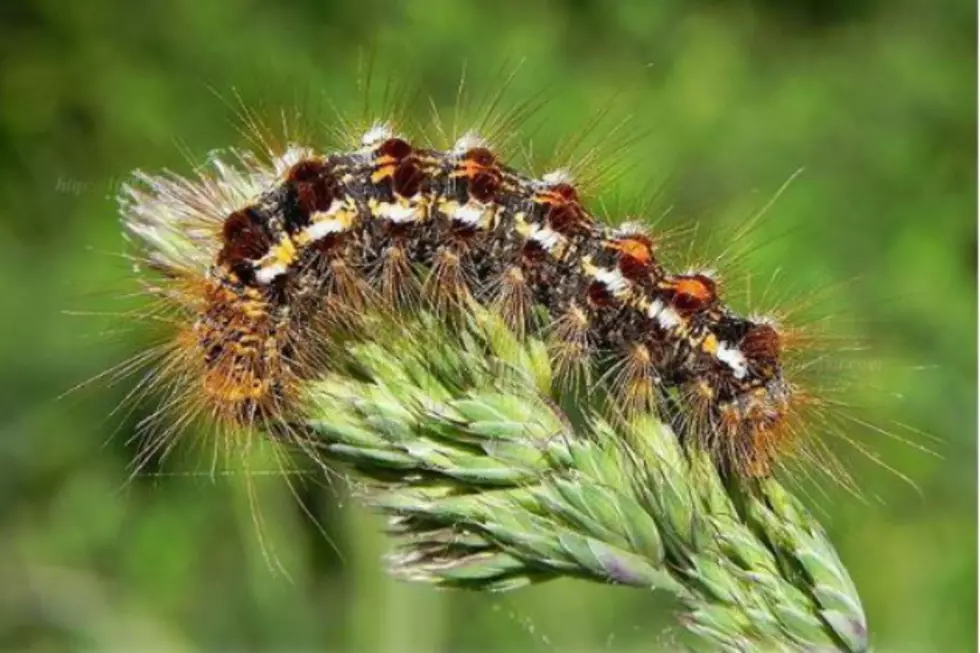 When You Find Out Your Camping Trip Is In One Of The Highest Areas Of Brown Tail Moth Outbreak, Do You Still Go?