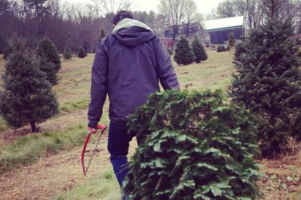 CUT YOUR OWN CHRISTMAS TREE