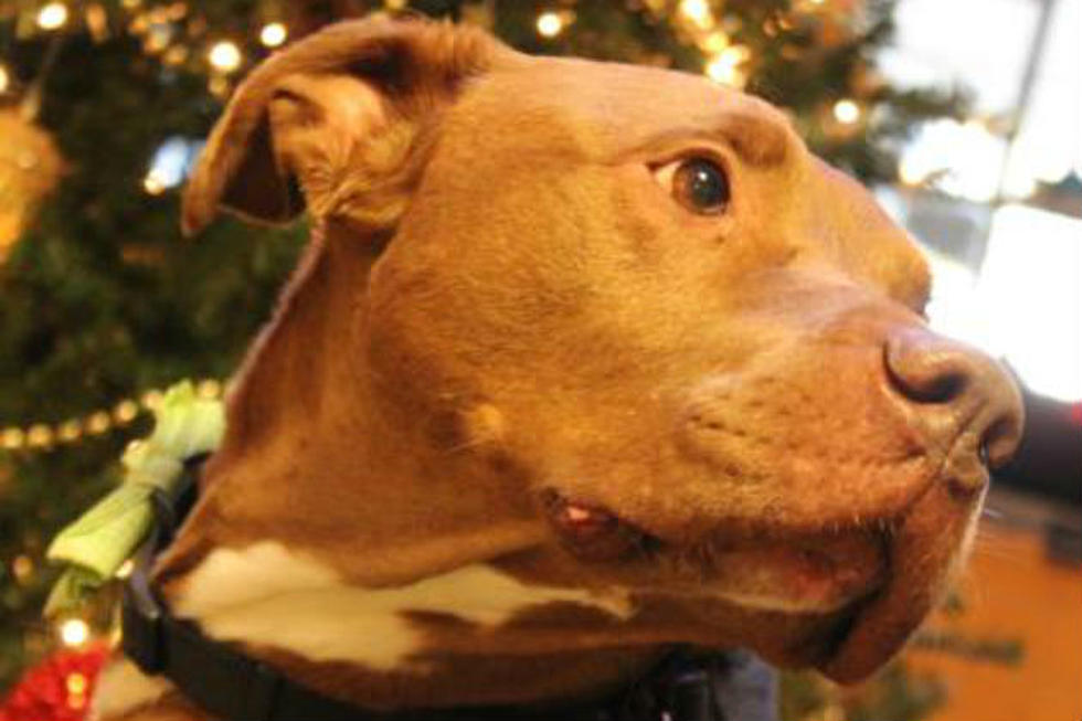 ‘Rebel’ Has Been In Maine Shelter Over 540 Days… Needs Forever Home