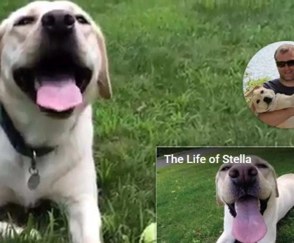 What Happened To Stella, The Yellow Lab From Freeport?