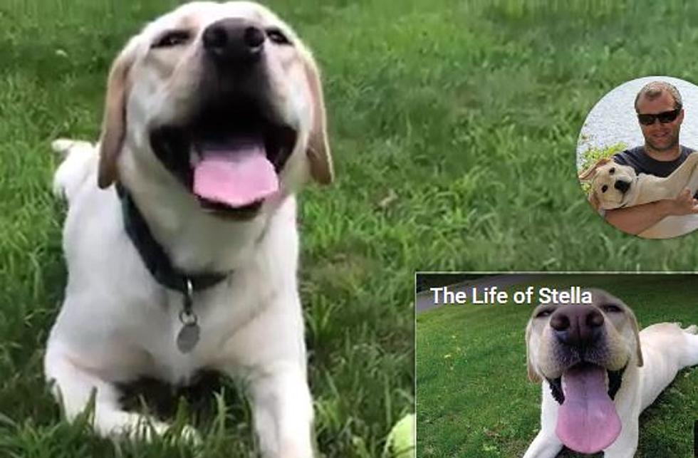 What Happened To Stella, The Yellow Lab From Freeport?