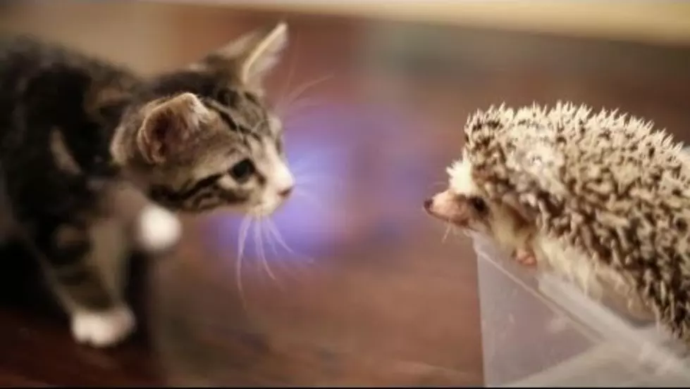 WATCH: A Kitten Meets A Hedgehog For The First Time And It’s PURR-fect