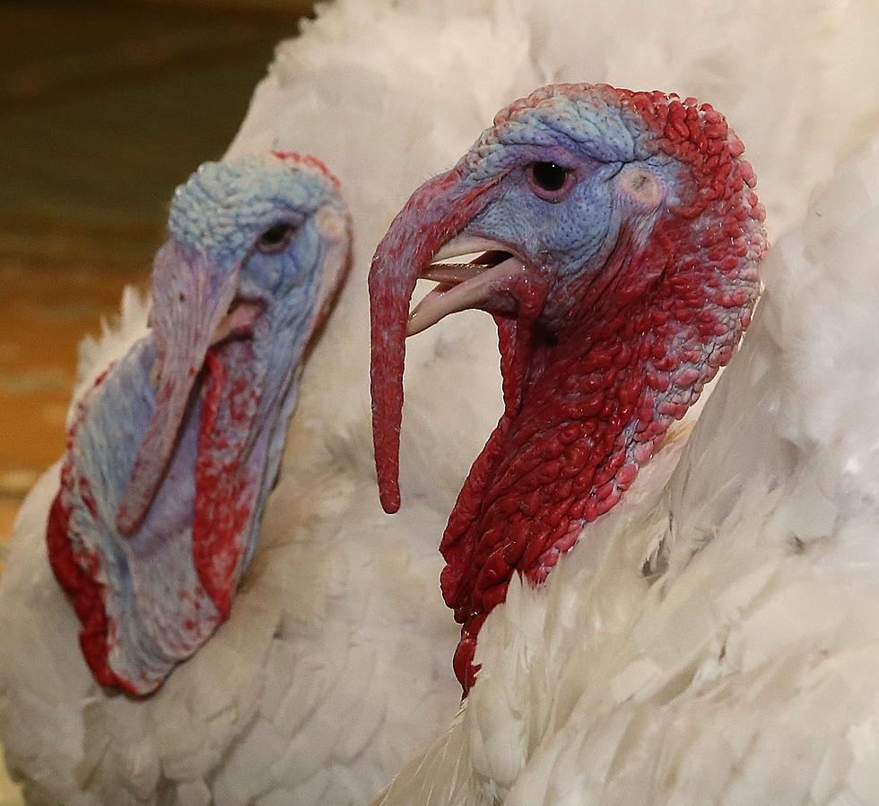 Watch Out For Randy Turkeys On New Hampshire Roads [Video]