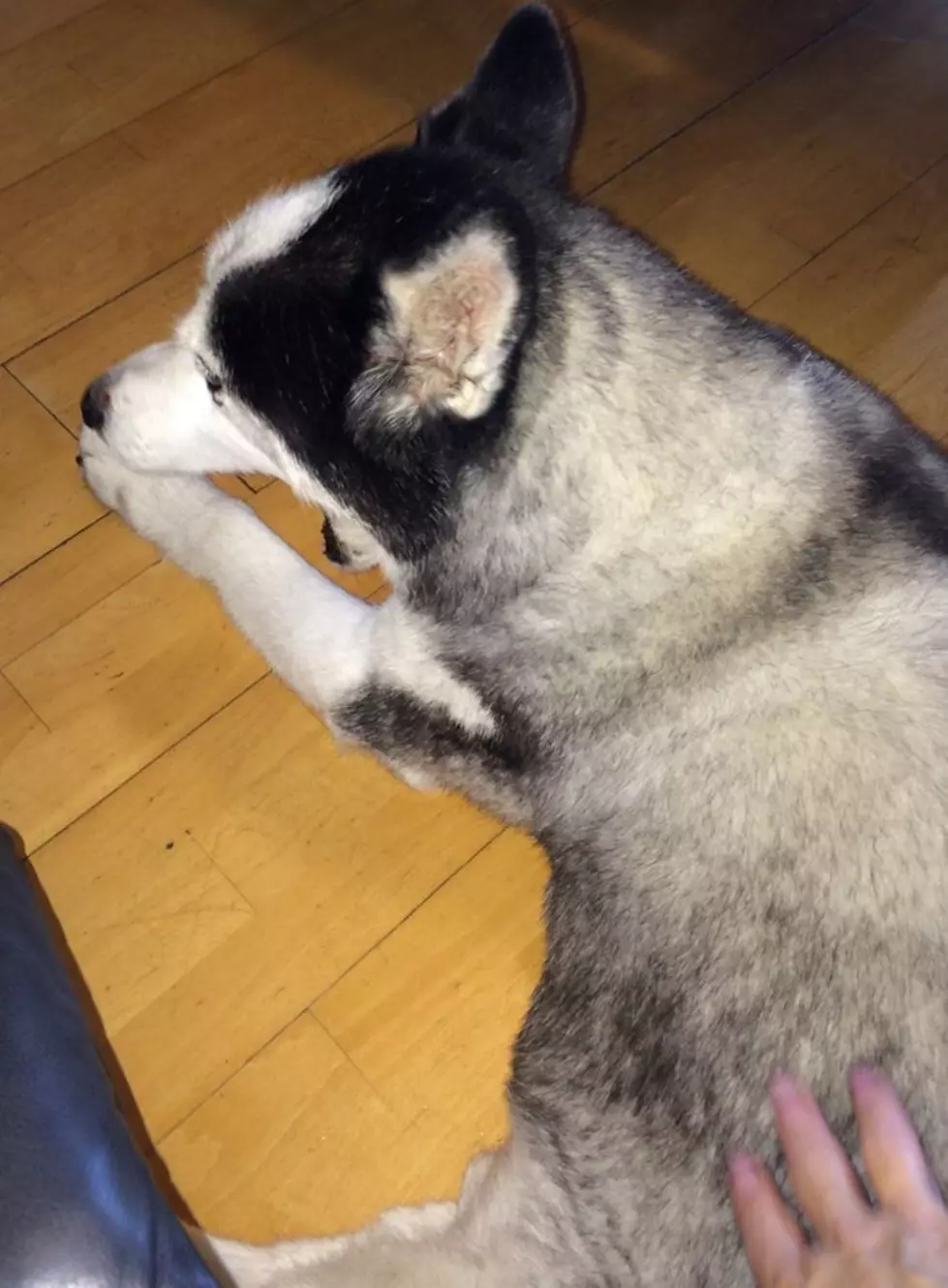 That Time My Hubby Shaved My Husky And I Didn’t Speak To Him For A Week