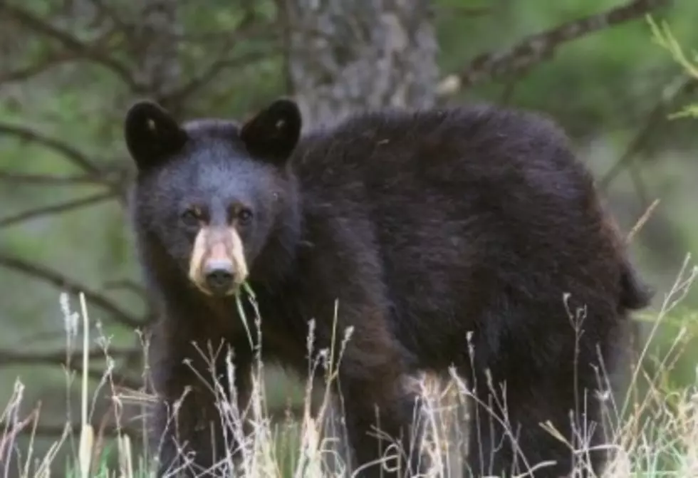Warning For New Hampshire Residents: Black Bears Are Insanely Hungry, Looking For Food In Your Yard This Spring