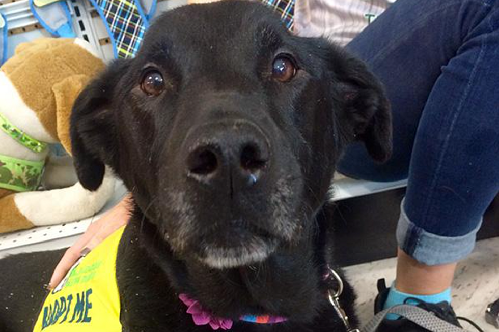 This Sweet Pup Came In As A Stray; Now She Needs A Home That Will Last Forever