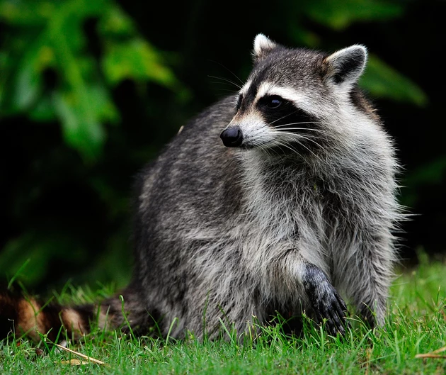 Beware Of &#8216;Zombie Raccoons&#8217; If You&#8217;re Traveling To This State
