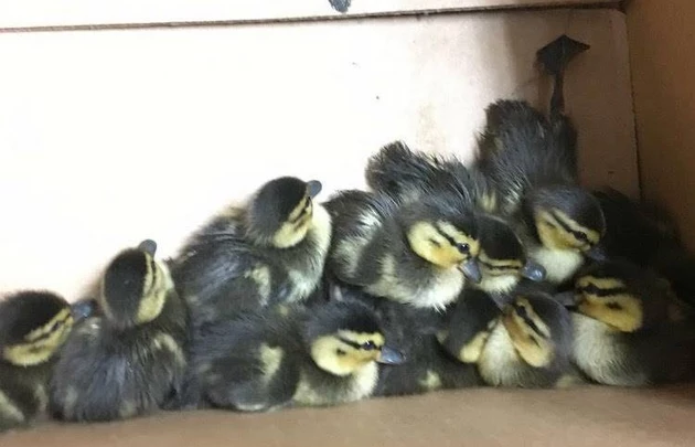 Portland Police Save A Dozen Ducklings