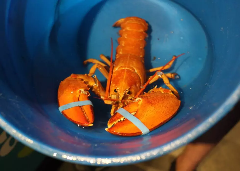 Will This Rare Pumpkin-Colored Lobster Be Someone’s Delicious Dinner?