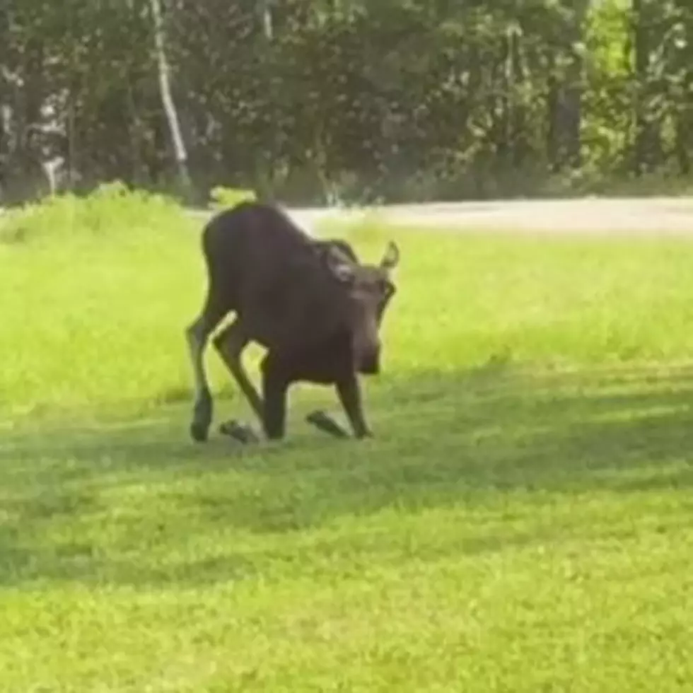 A Maine Moose Doing Yoga Is The Craziest Thing You’ve Ever Seen