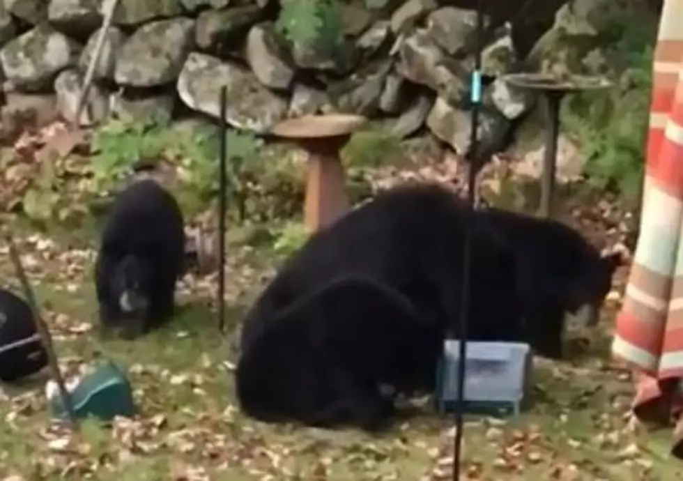 Wells Maine Police: &#8216;Don&#8217;t Feed The Bears&#8217; [WATCH]