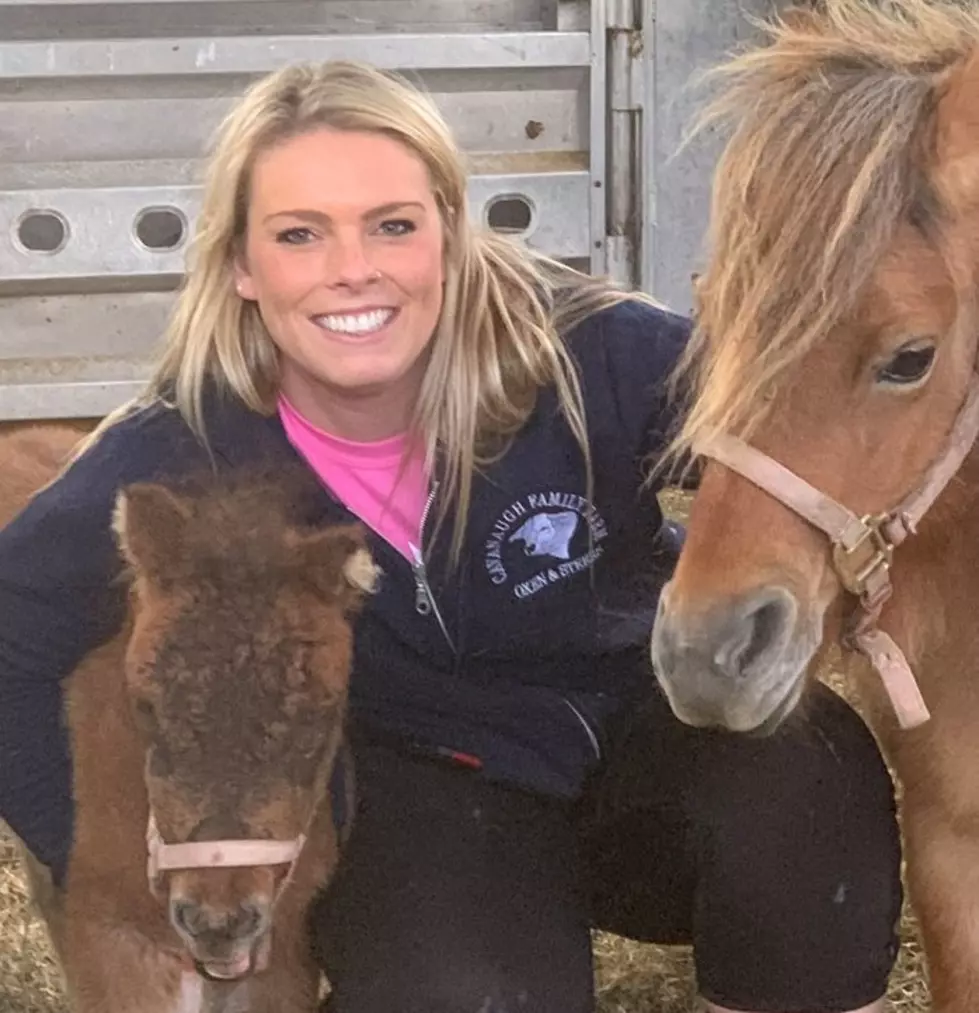 Miniature Horses Have Been Missing In Fryeburg, Maine For Over 24 Hours