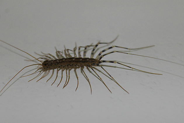 Here&#8217;s Why It&#8217;s Bad To Kill Centipedes