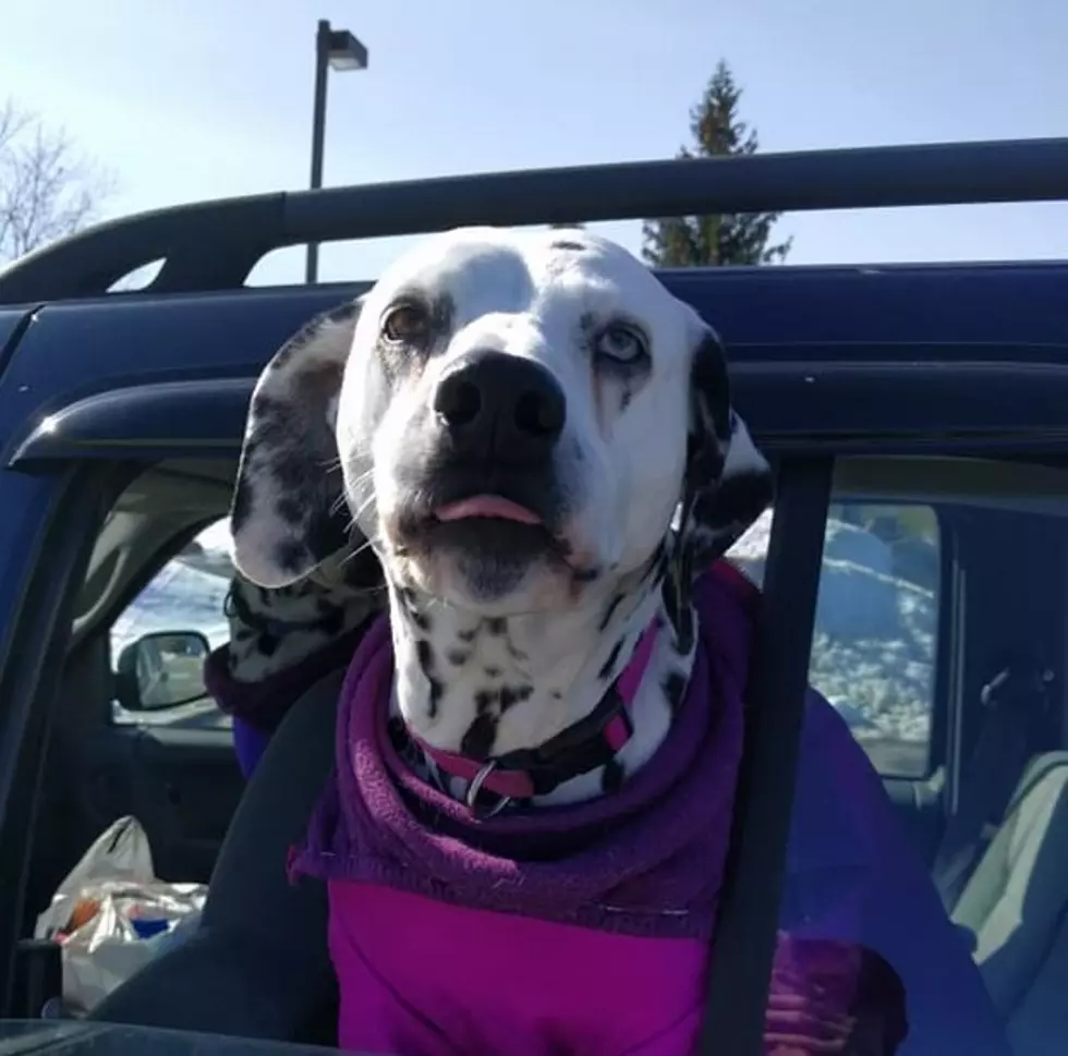 Urgent Help Needed For Two Well-Behaved Dalmatians In Maine