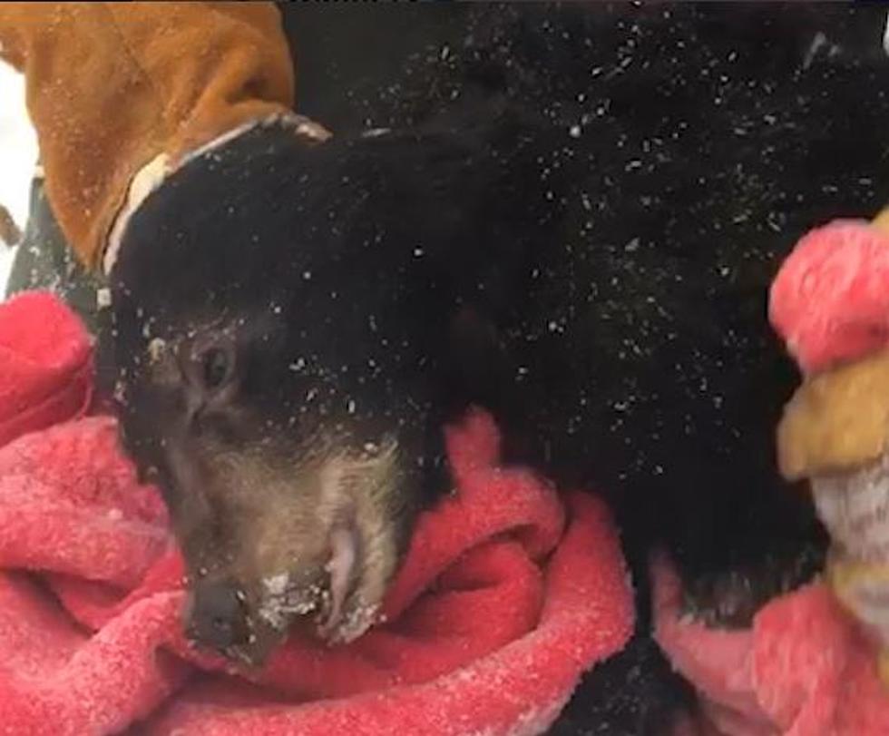 Starving Orphaned Black Bear Cub Is Rescued & Brought To New Hampshire