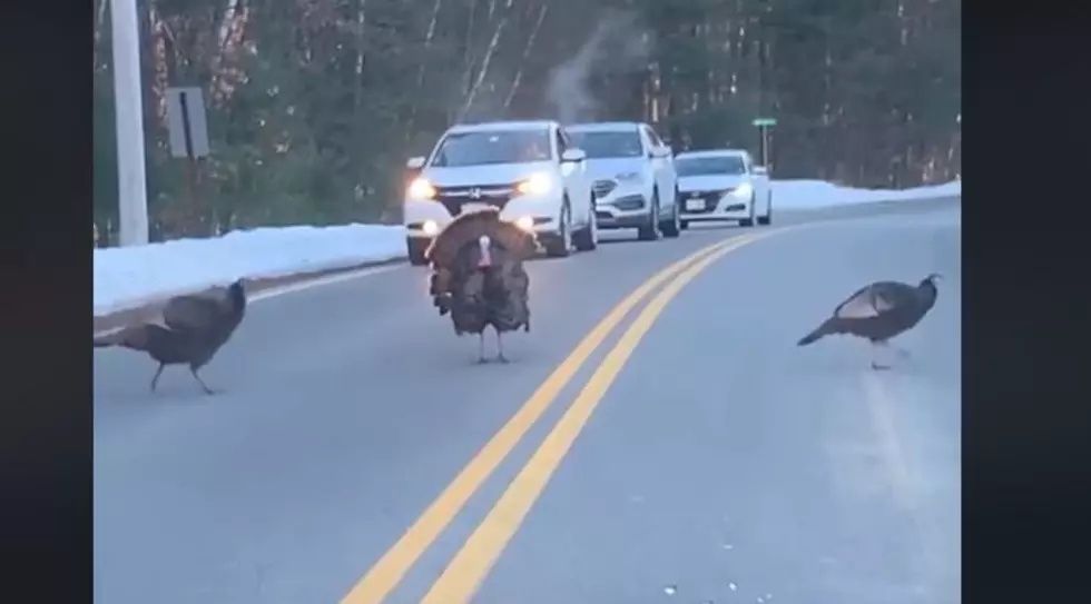 Watch This Turkey Crossing Guard In New Hampshire In A Video Gone Viral