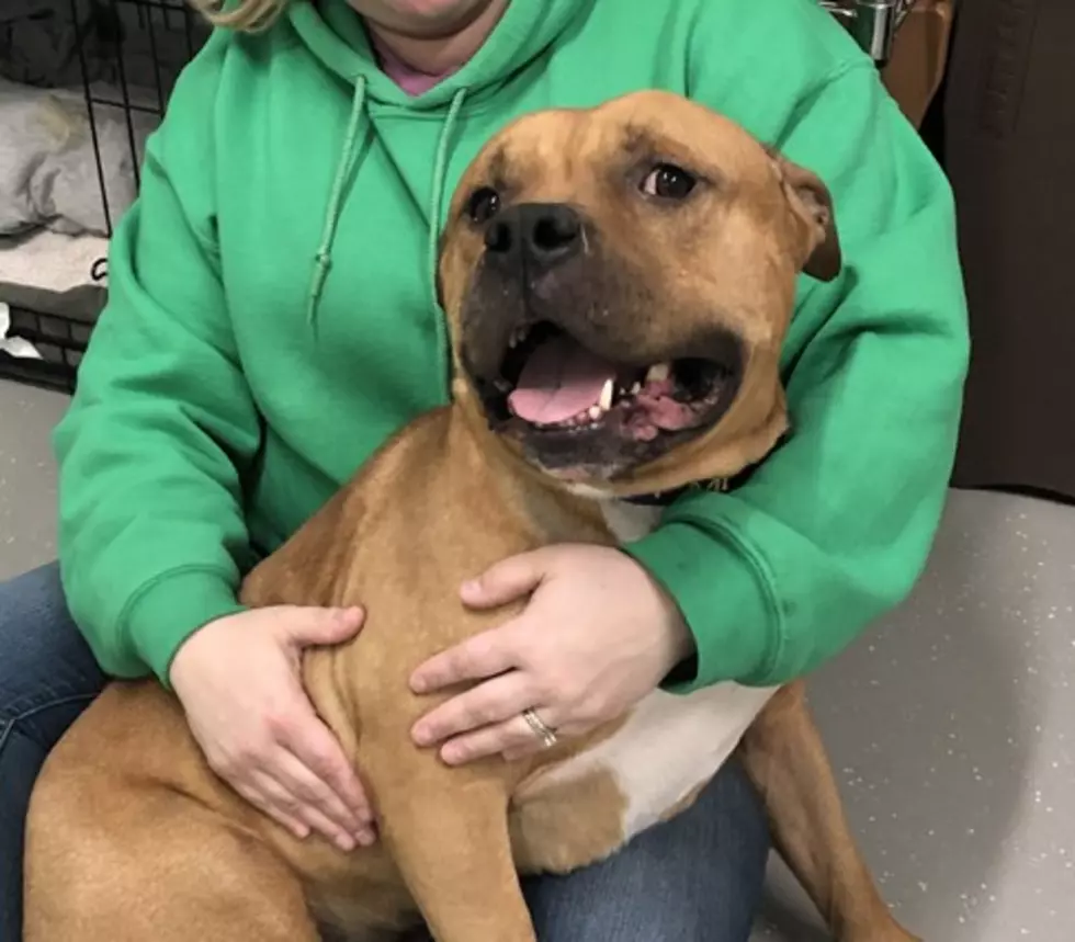 King Needs A New Castle To Rule Before Construction Starts At This Maine Shelter