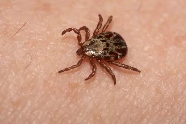 With Tick Season Upon Us In New England, Here&#8217;s What You Need To Know To Stay Safe