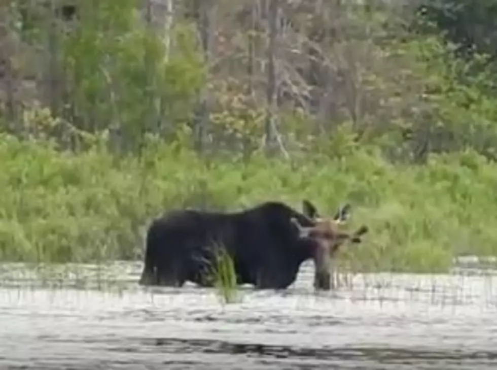 Watch A Bull Moose Grub While Cooling Off In A Maine Pond