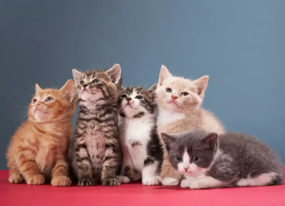 This Yoga Class In Brunswick Is Literally The Cat’s Meow