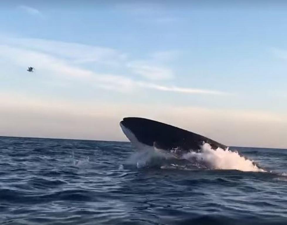Watch As Massachusetts Kayaker Encounters TWO Magnificent Whales