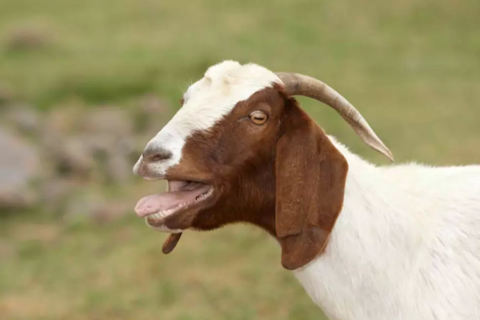 Have You Seen This Missing Goat In Maine?