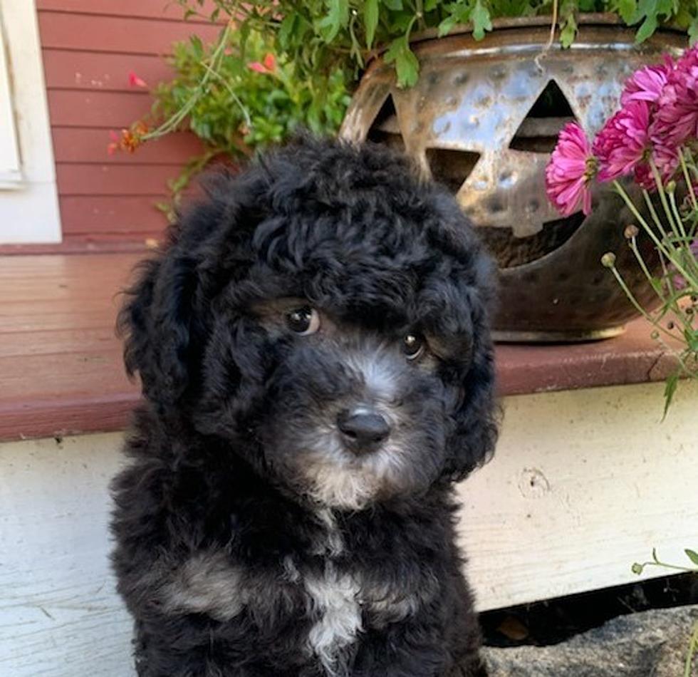 An Adorable Poodle Mix Will Provide TLC To First Responders In Scarborough, Maine
