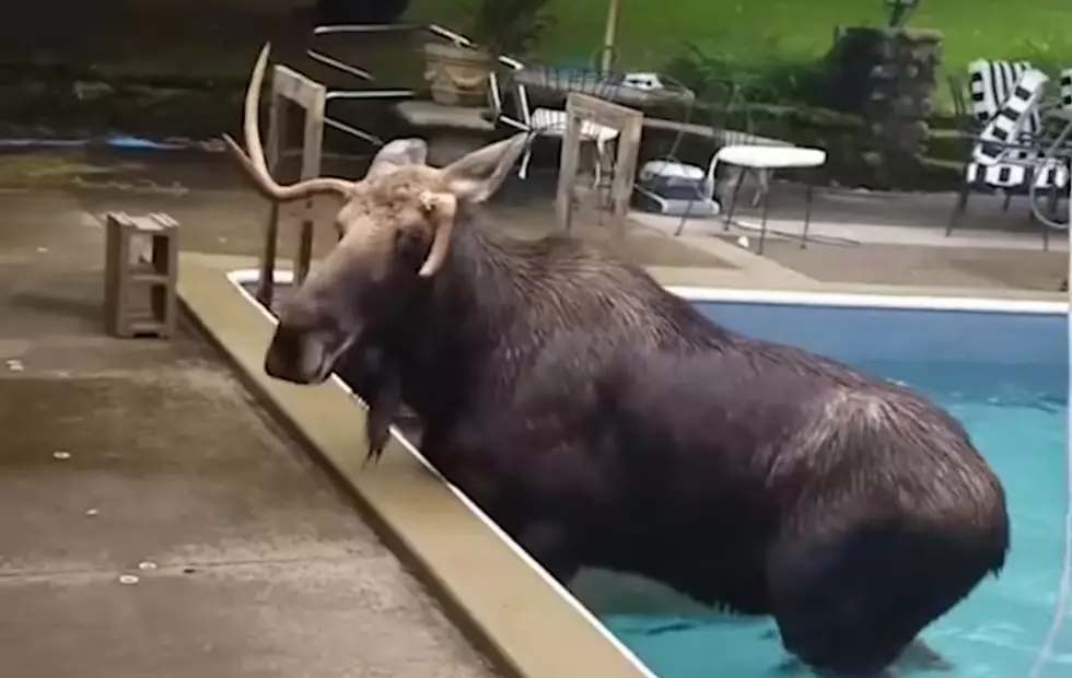 New Hampshire Homeowners Surprised To Find A Moose In Their Pool