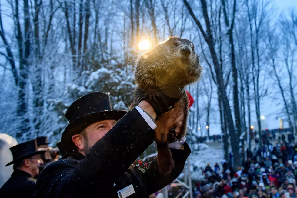 Groundhog Day 2020: What Does Punxsutawney Phil’s Prediction Mean For New England?