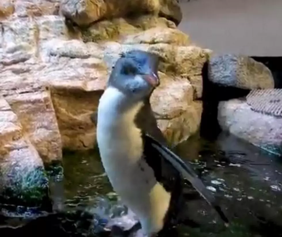 Kids Are Stuck At Home So The New England Aquarium Is Going Virtual