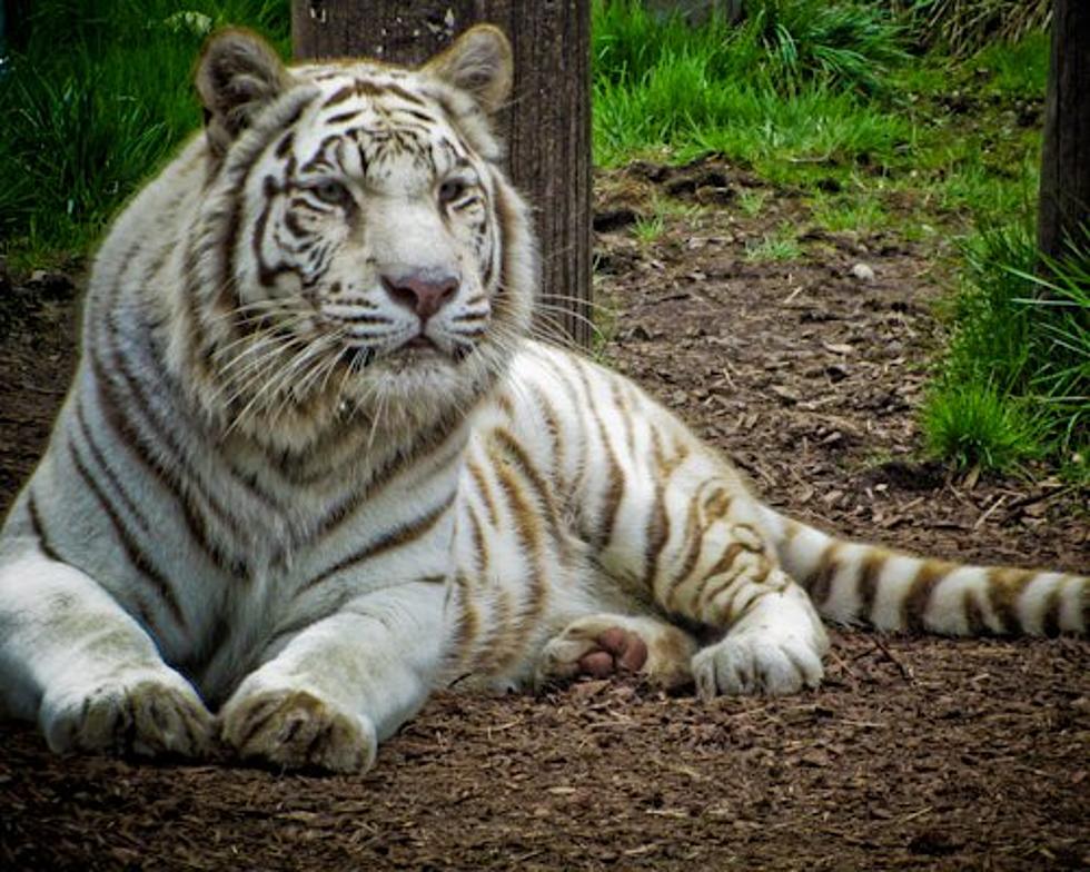 York's Wild Kingdom Bengal Tiger Has Crossed The Rainbow Bridge