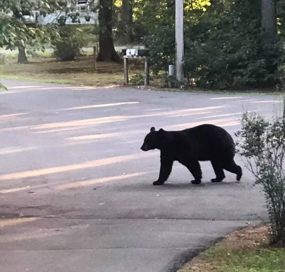 Hungry Bear Taking A Stroll Through A Wells, Maine Neighborhood