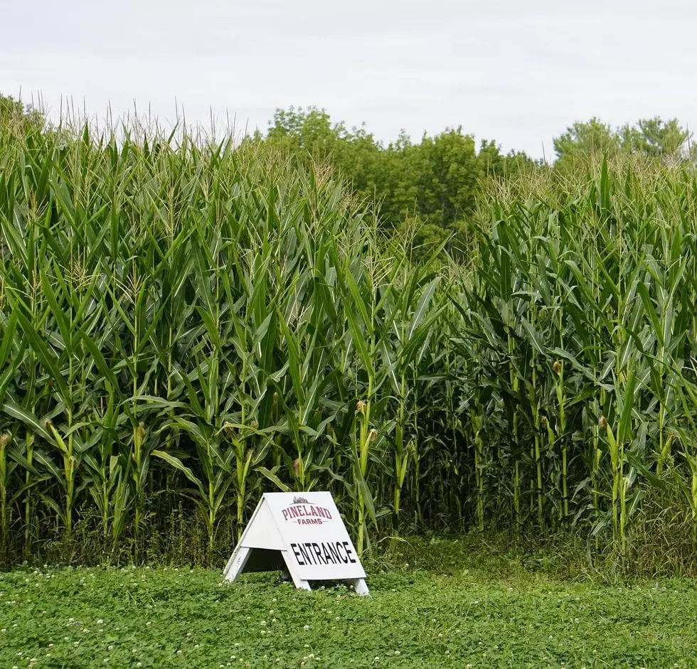 Maine’s Pineland Farms Corn Maze Is 4 Acres Of Fun & Trivia