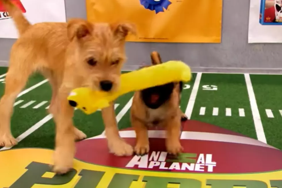 Two Maine Dogs Will Be Playing in the Upcoming ‘Puppy Bowl’