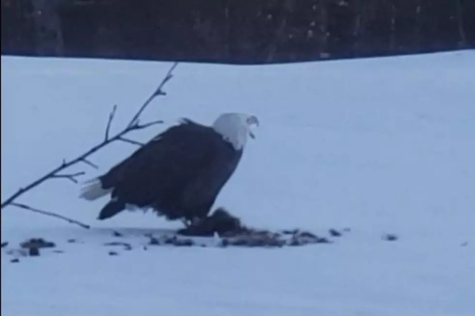 Maine Video Reveals Bald Eagles Make The Most Wimpy Sounds Ever