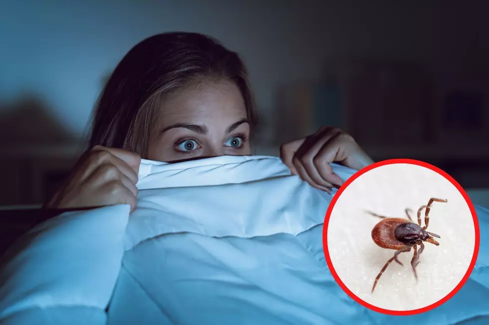 3 Ways to Kill a Tick That Are Straight Out of a Horror Movie