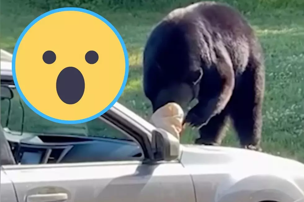 This Bear in NH Will Have You Thinking It's Name Is Yogi