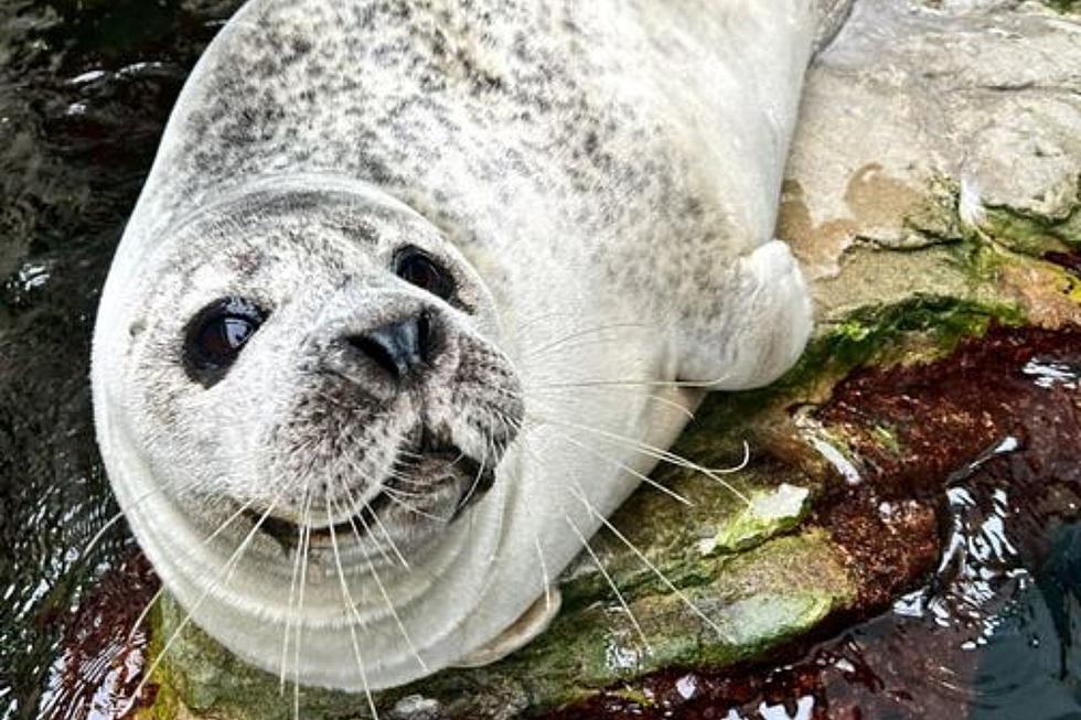 Make Art With Seals, New England Aquarium's Unique Experience