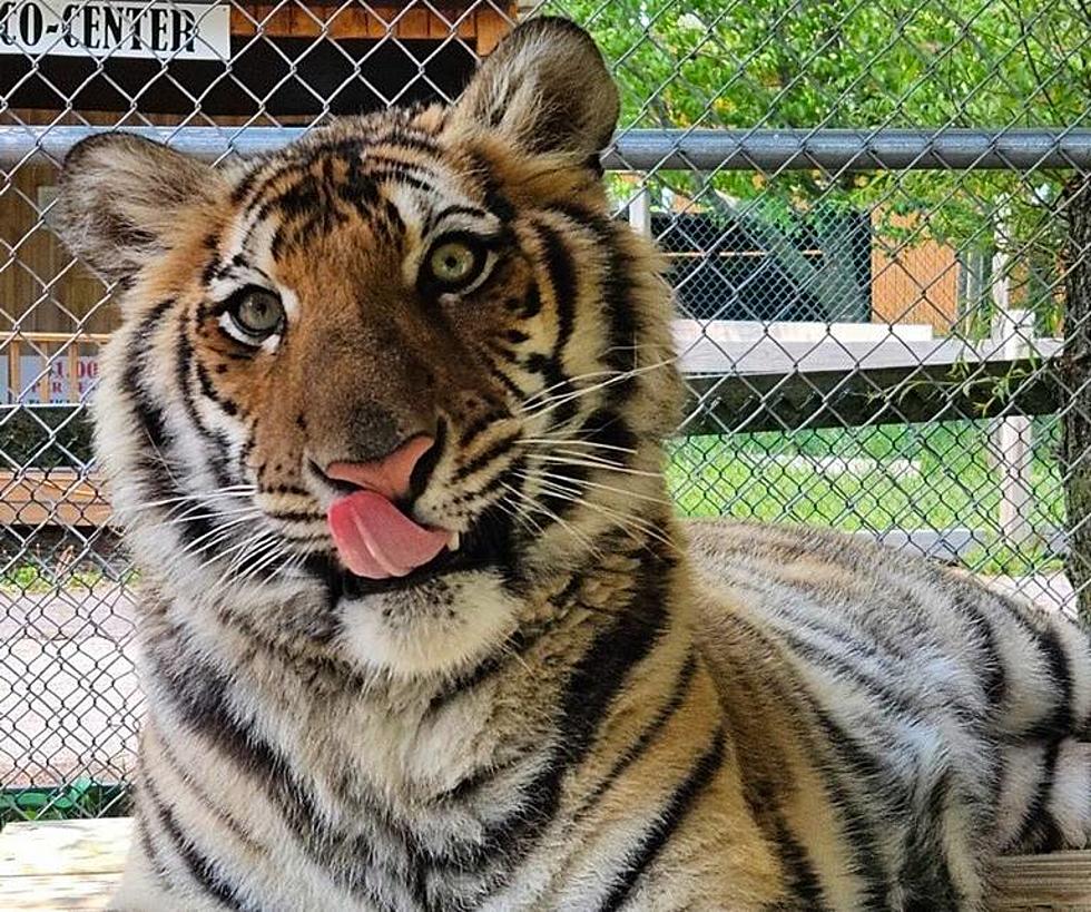 Help Name York’s Wild Kingdom’s Newest Member, a Gorgeous Young Female Tiger