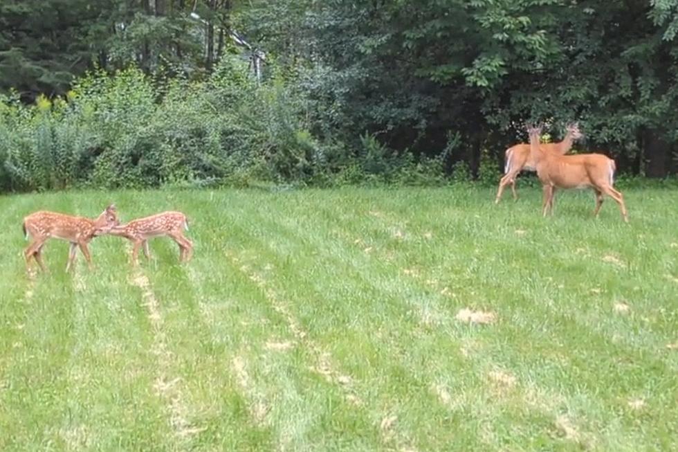 Watch as Young Deer Play in My Backyard Under the Watchful Eyes of Their Mothers